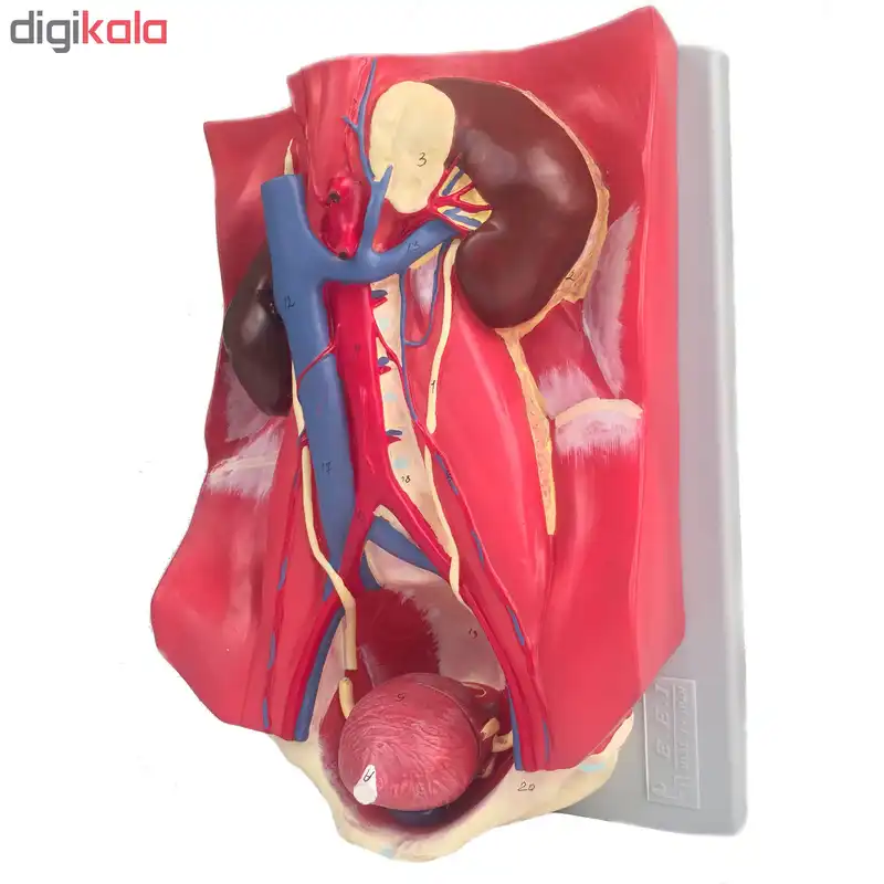 بازی آموزشی صنایع آموزشی طرح مولاژ دستگاه ادراری کد 20010