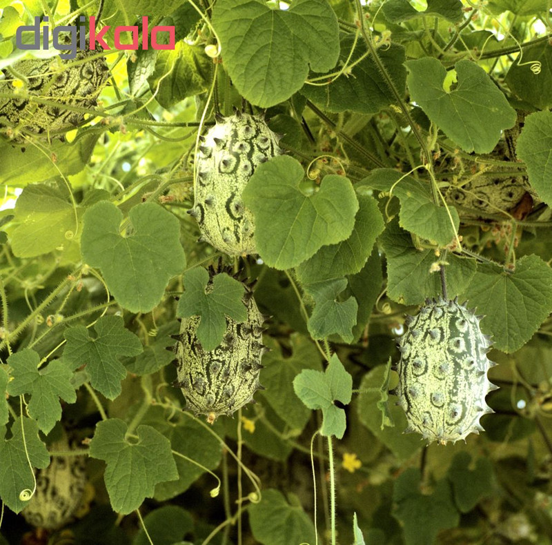 بذر خیار آفریقایی پالم کد 11 بسته 10 عددی