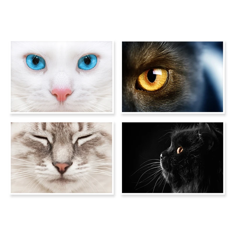 پوستر طرح گربه کد A-1001 مجموعه 4 عددی