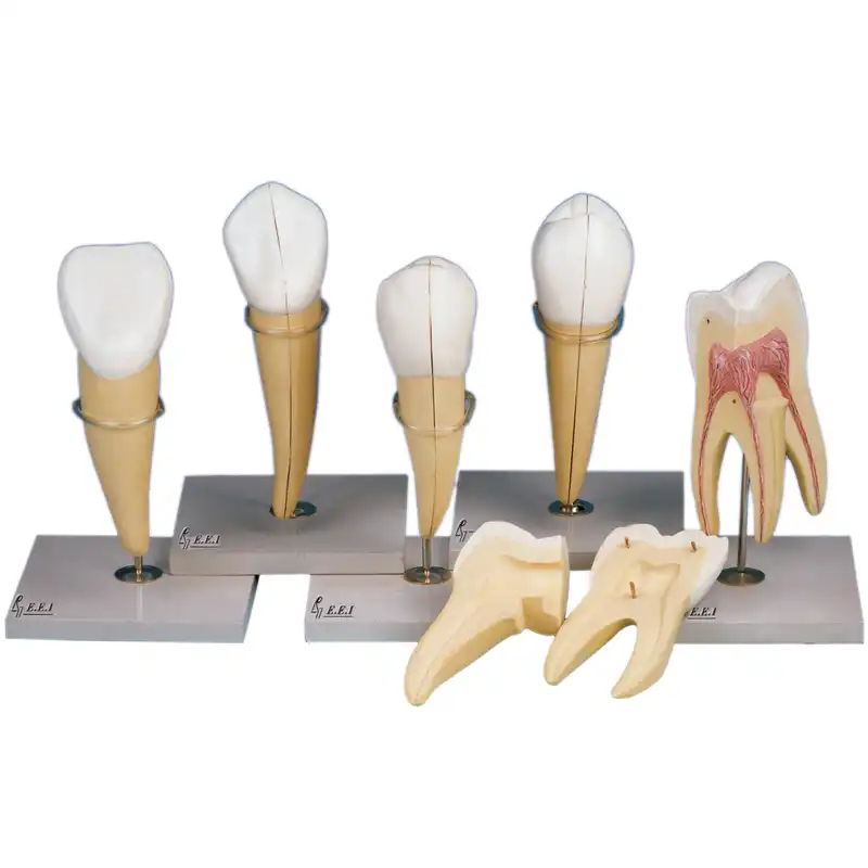 بازی آموزشی صنایع آموزشی طرح مولاژ دندان سری 5 کد 20095