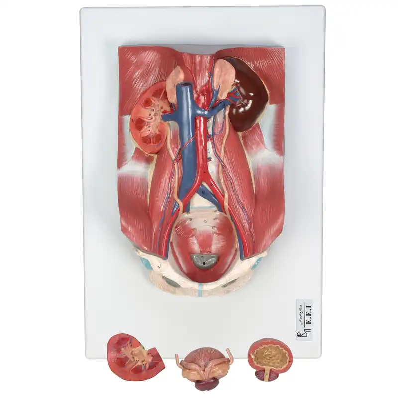 بازی آموزشی صنایع آموزشی طرح مولاژ دستگاه ادراری کد 20010