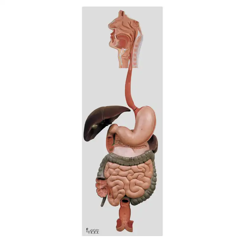 بازی آموزشی صنایع آموزشی طرح مولاژ دستگاه گوارش کد 28002