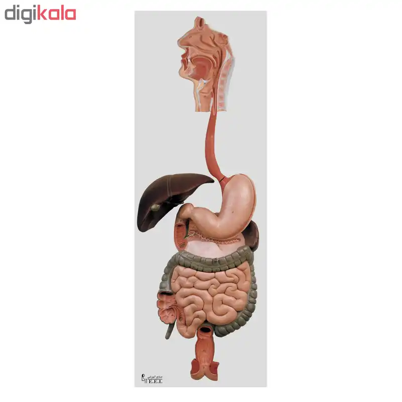 بازی آموزشی صنایع آموزشی طرح مولاژ دستگاه گوارش کد 28002