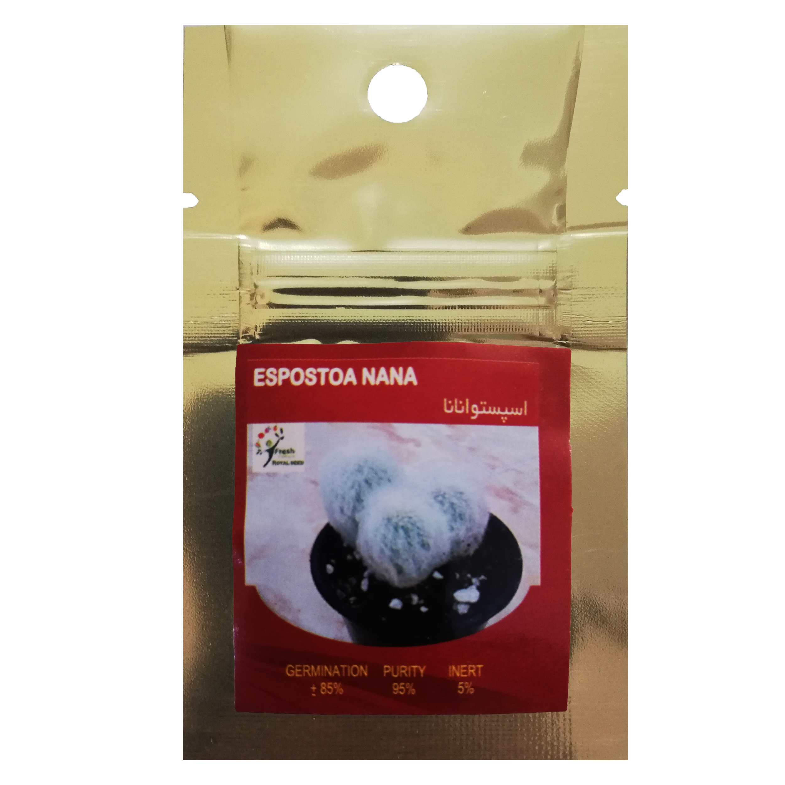 بذر کاکتوس اسپستوا نانا رویال سید مدل BZK-02