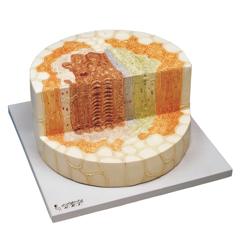 بازی آموزشی صنایع آموزشی طرح مدل ساقه با برش پلکانی کد 37004