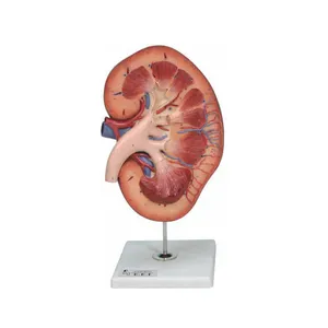 بازی آموزشی صنایع آموزشی طرح مولاژ کلیه کد 27001