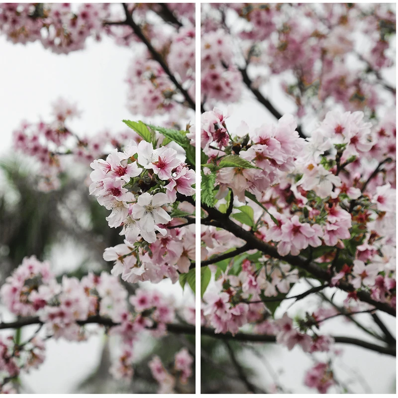 استیکر شیشه طرح شکوفه بهاری بسته 2 عددی