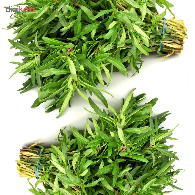 بذر مرزه مدل GL01