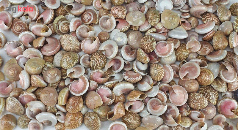 صدف و حلزون تزیینی مدل pink eye وزن 80 گرمی