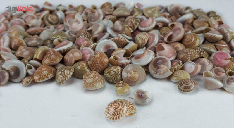 صدف و حلزون تزیینی مدل pink eye وزن 80 گرمی