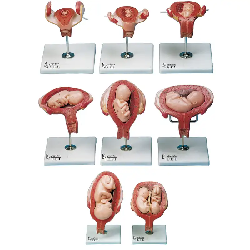 بازی آموزشی صنایع آموزشی طرح مولاژ مراحل حاملگی کد 32002