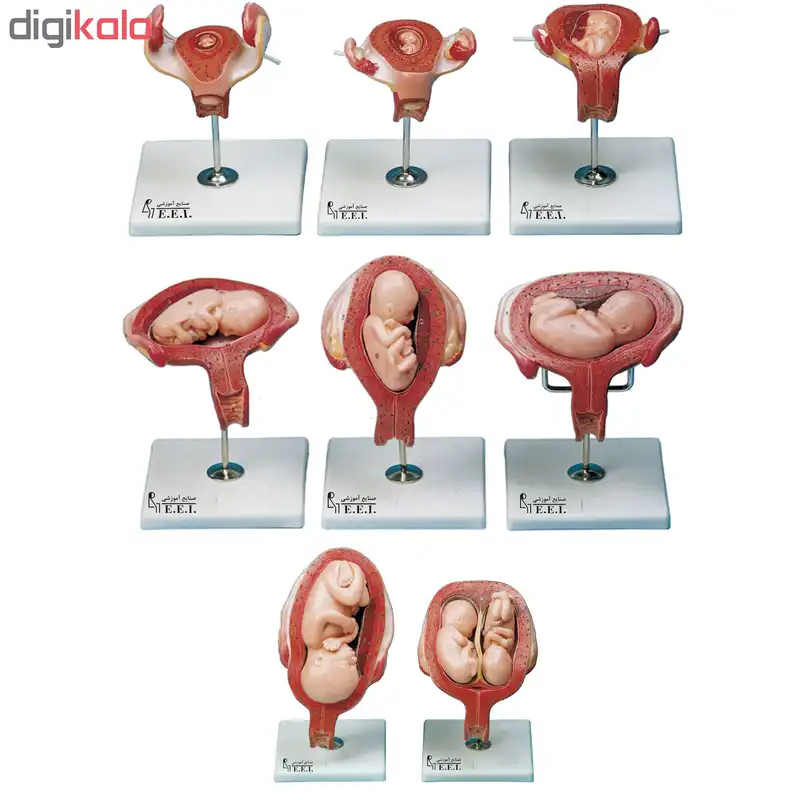 بازی آموزشی صنایع آموزشی طرح مولاژ مراحل حاملگی کد 32002