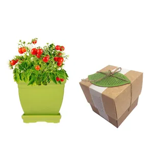 مجموعه کاشت گلدونه گوجه گیلاسی