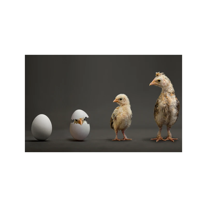 تابلو شاسی طرح اردک خانوادگی 4015