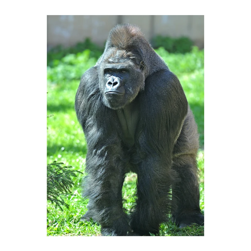 تابلو شاسی طرح گوریل 4019