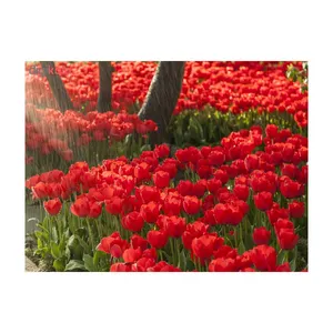 کارت پستال طرح گل کد 04