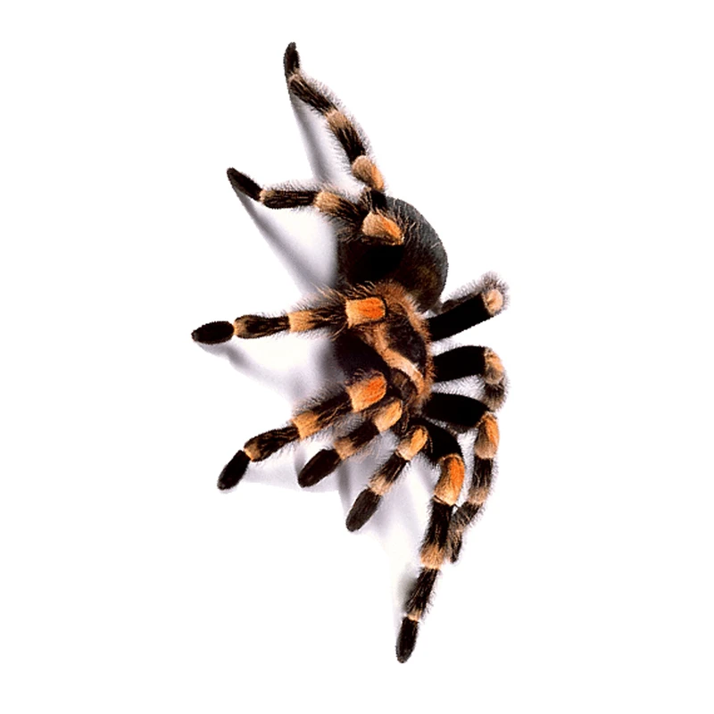 برچسب بدنه خودرو طرح عنکبوت کد 04