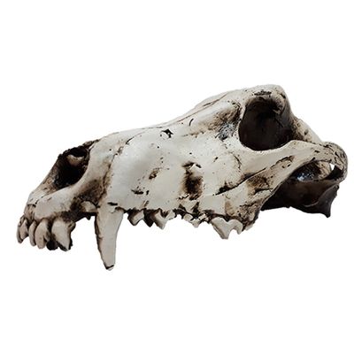 نقد و بررسی جمجمه تزیینی آکواریوم کد TW توسط خریداران