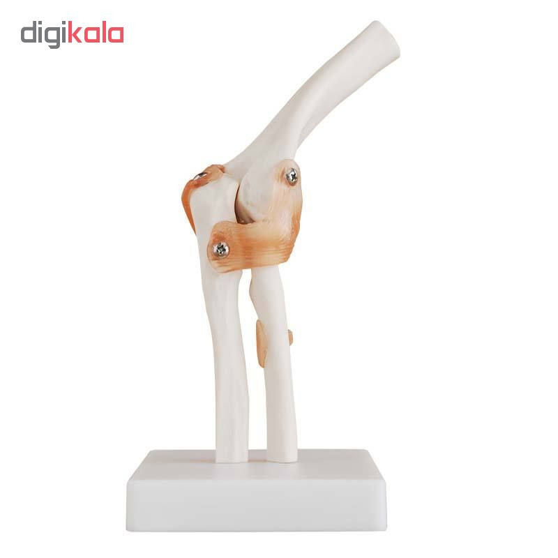 بازی آموزشی طرح مولاژ مفصل آرنج مدل XC-112