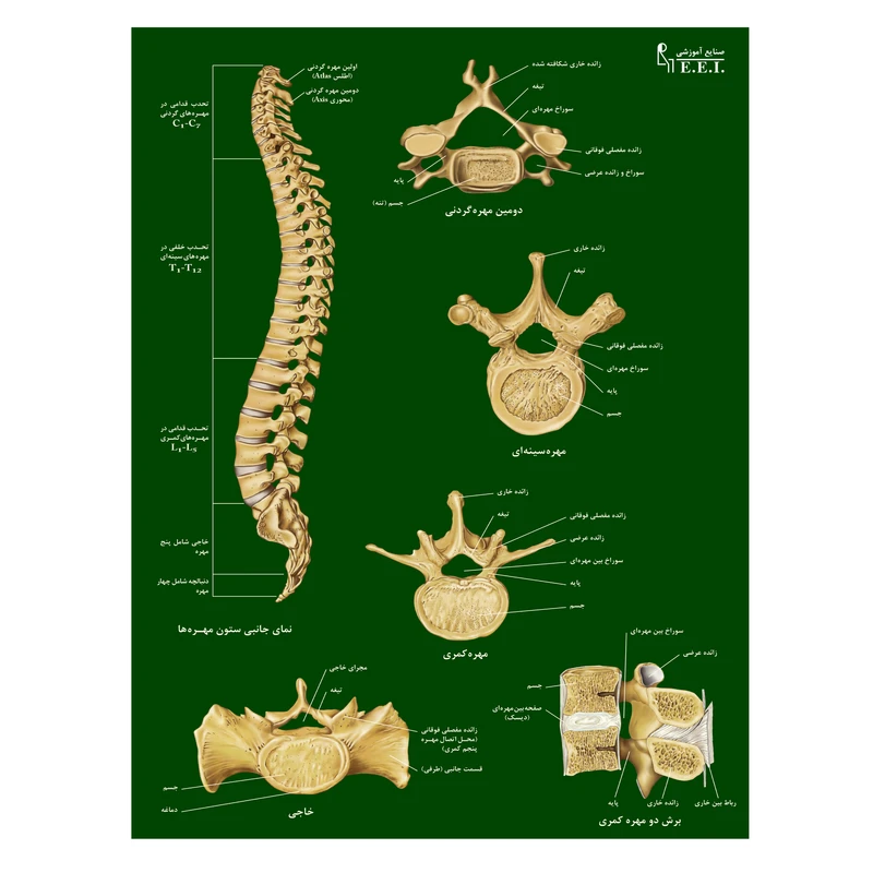 پوستر آموزشی شرکت صنایع آموزشی طرح ستون مهره‌ها کد 004