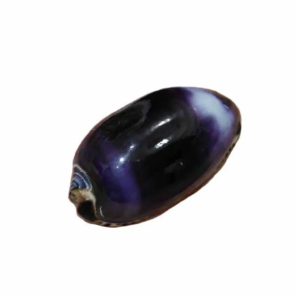 صدف تزئینی مدل XR100