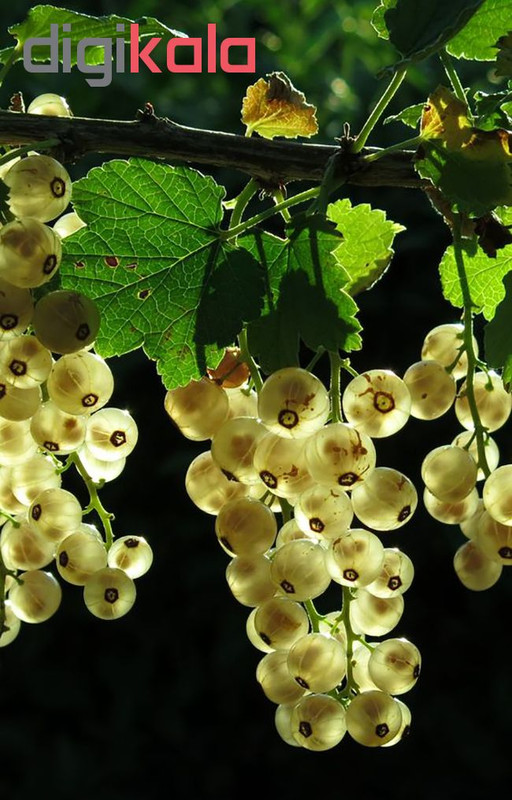 بذر کارنت سفید آذر سبزینه مدل N72