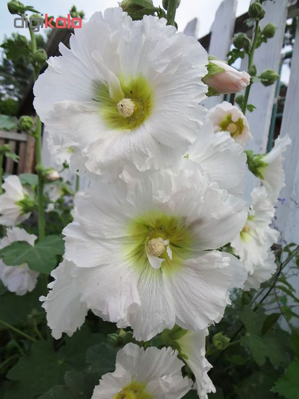 بذر گل ختمی آذر سبزینه مدل X25