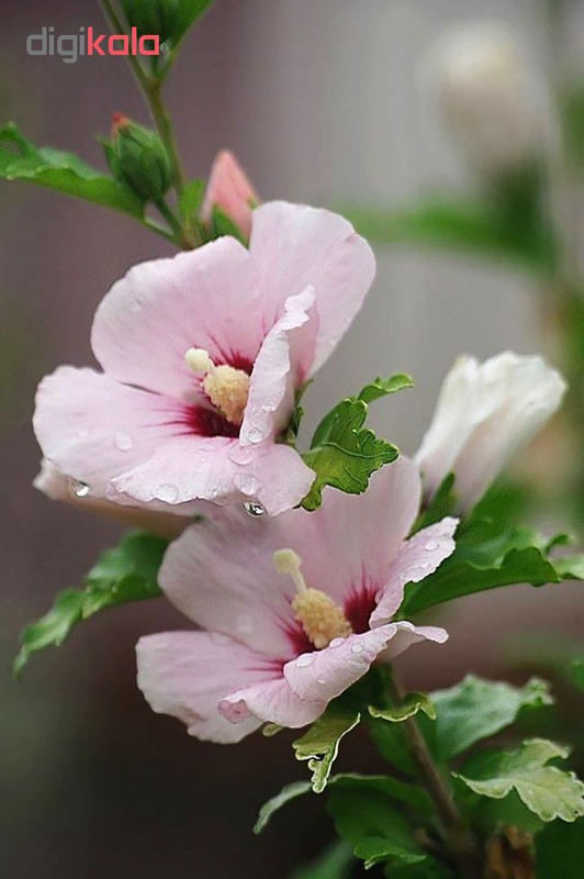 بذر گل ختمی آذر سبزینه مدل X25