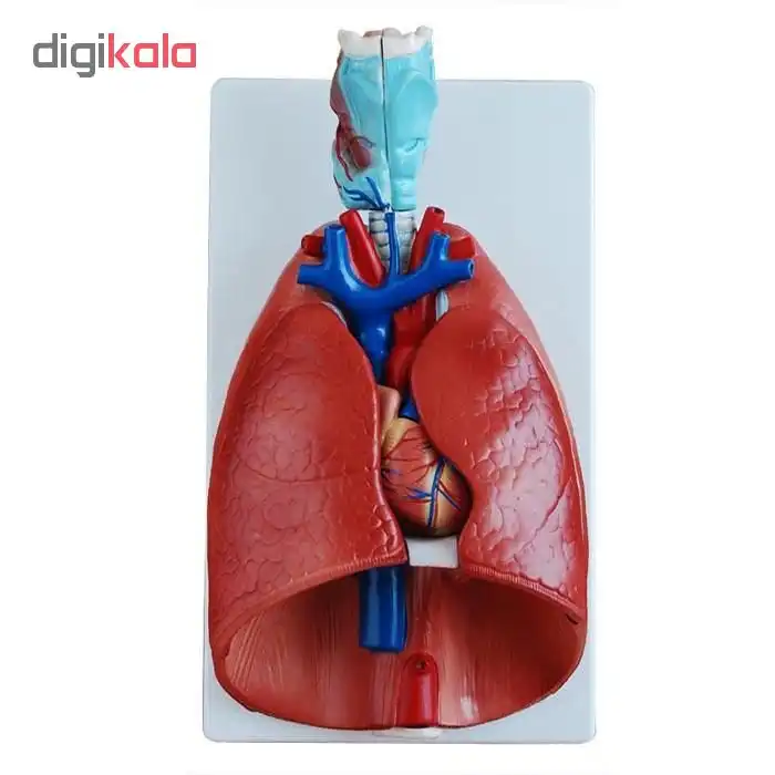 بازی آموزشی طرح مولاژ حنجره- قلب و ریه ها مدل CR-320