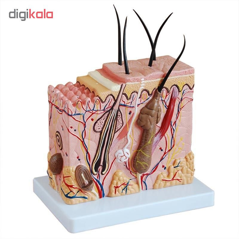 بازی آموزشی طرح مولاژ قطعه پوست مدل CR-313-2