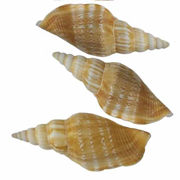 صدف تزیینی کد 4020 مجموعه 3 عددی