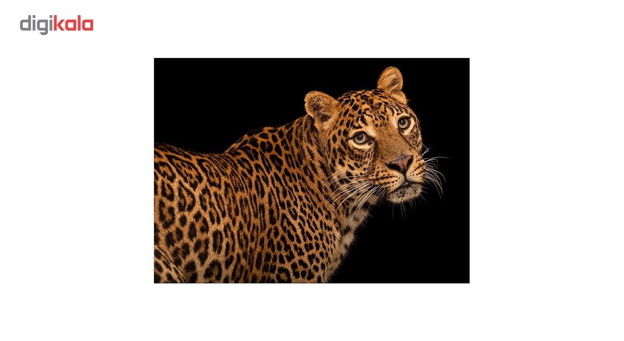 تابلو شاسی ونسونی طرح Coquettish Leopard سایز 30 × 40 سانتی متر main 1 1