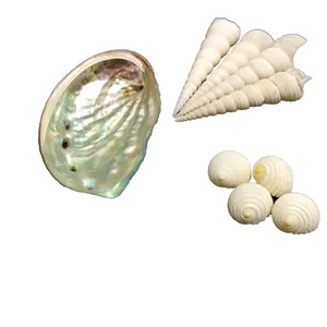 صدف تزیینی آکواریوم مدل Abalone100 مجموعه 9 عددی