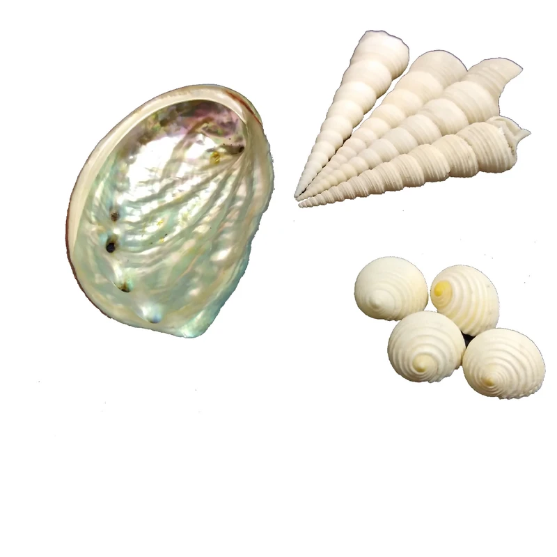 صدف تزیینی آکواریوم مدل Abalone100 مجموعه 9 عددی