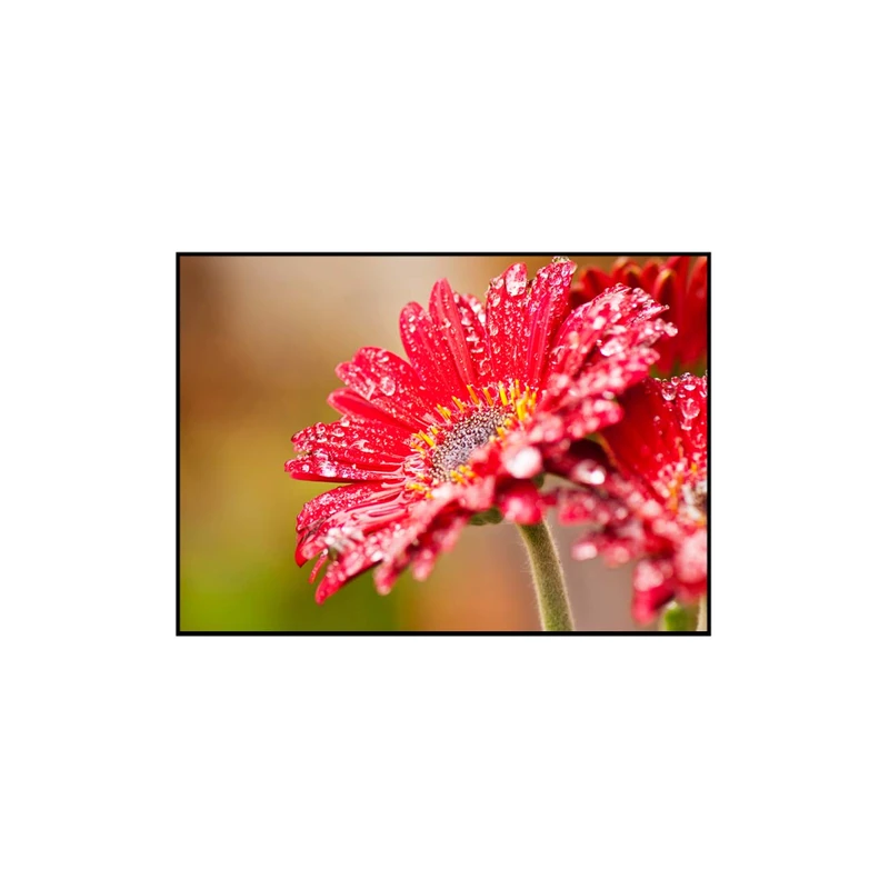 استیکر تیداکس گروپ طرح گل مدل TII277