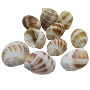 صدف تزئینی مدل row12 مجموعه 10 عددی