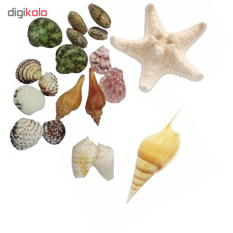 صدف تزیینی مدل w01 مجموعه 19 عددی