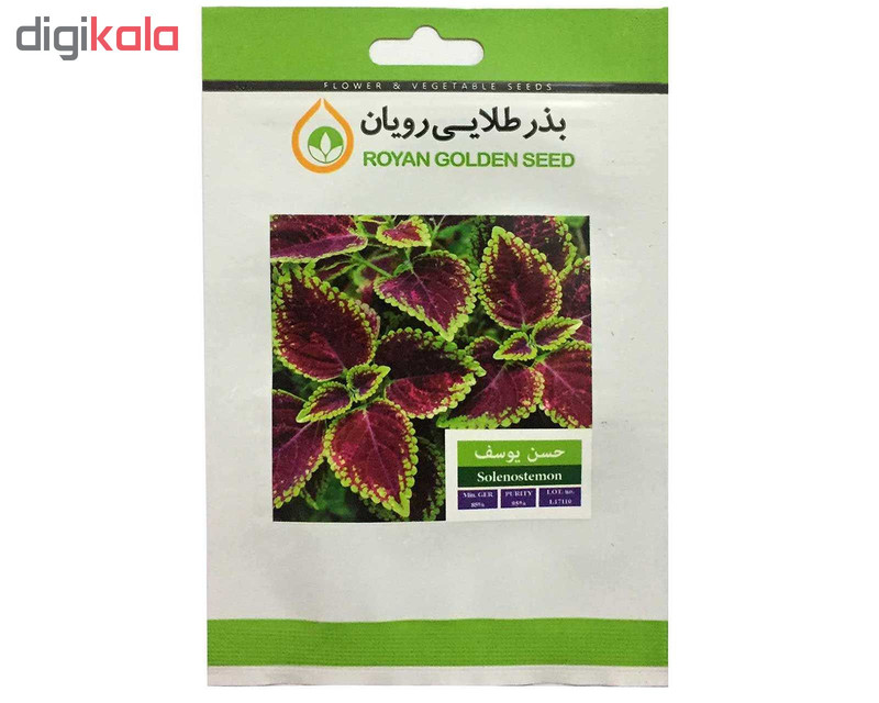 بذر گل حسن یوسف بذر طلایی رویان کد BZT-126