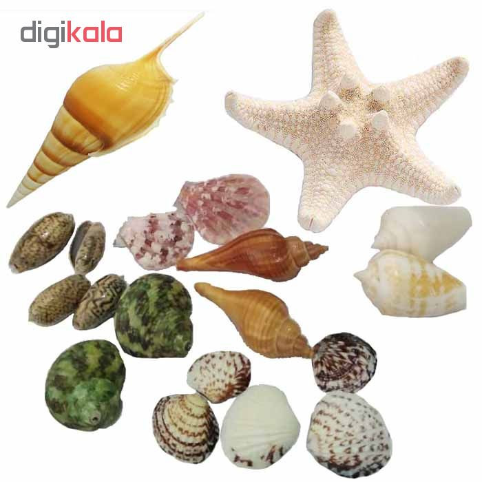 صدف تزیینی مدل w01 مجموعه 19 عددی