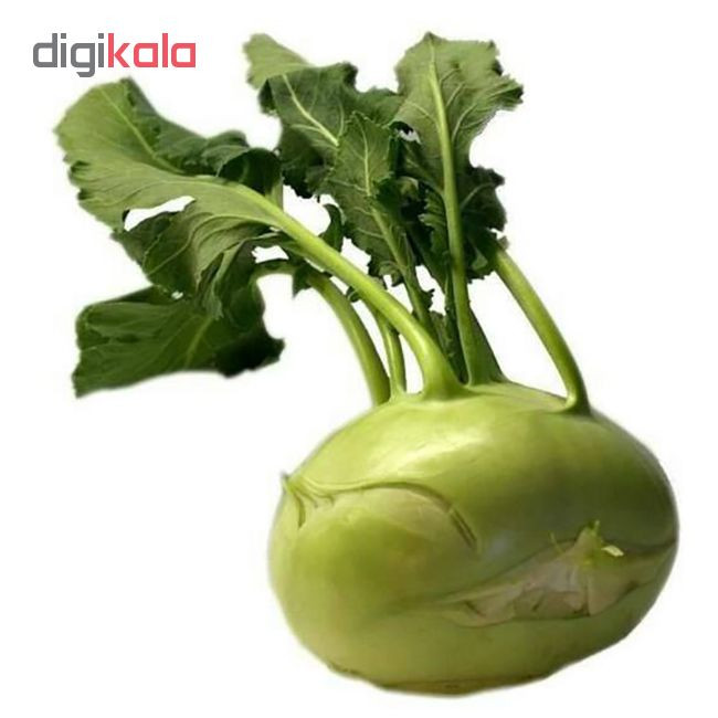 بذر کلم قمری رویال سید مدل ZR-104 بذر کلم قمری رویال سید مدل ZR-104