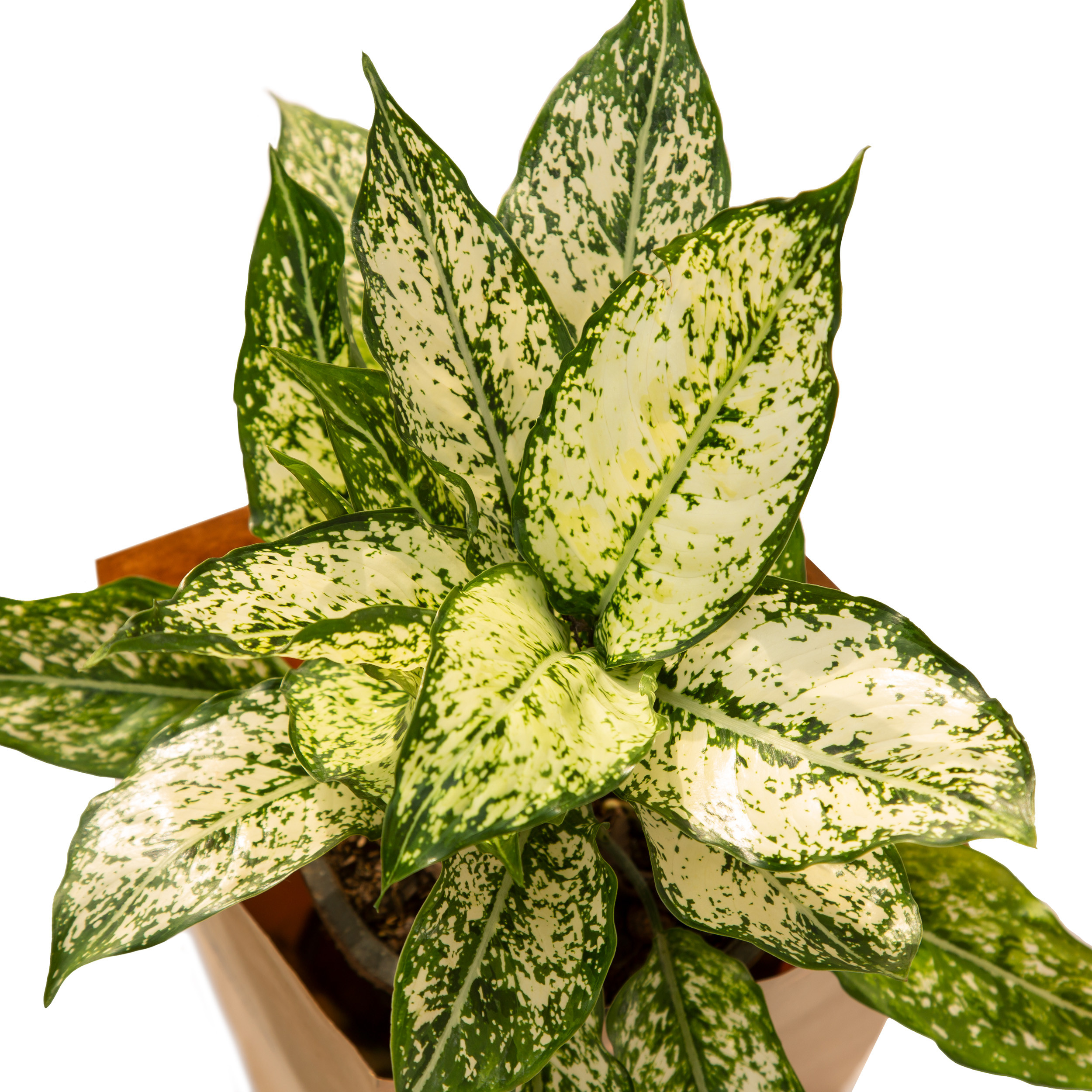 گیاه طبیعی آگلونما سفید ملکی گاردن مدل MG08