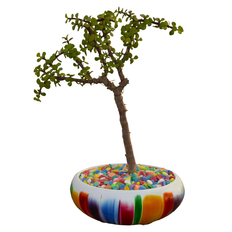 بونسای پرتولاکاریا مدل 001 بونسای پرتولاکاریا مدل 001