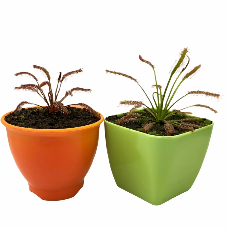 گیاه طبیعی گوشتخوار دروزرا کپنسیس مدل Cap02 مجموعه 2 عددی
