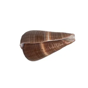 صدف تزئینی آکواریوم مدل SDGH