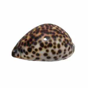 صدف تزئینی مدل mn200