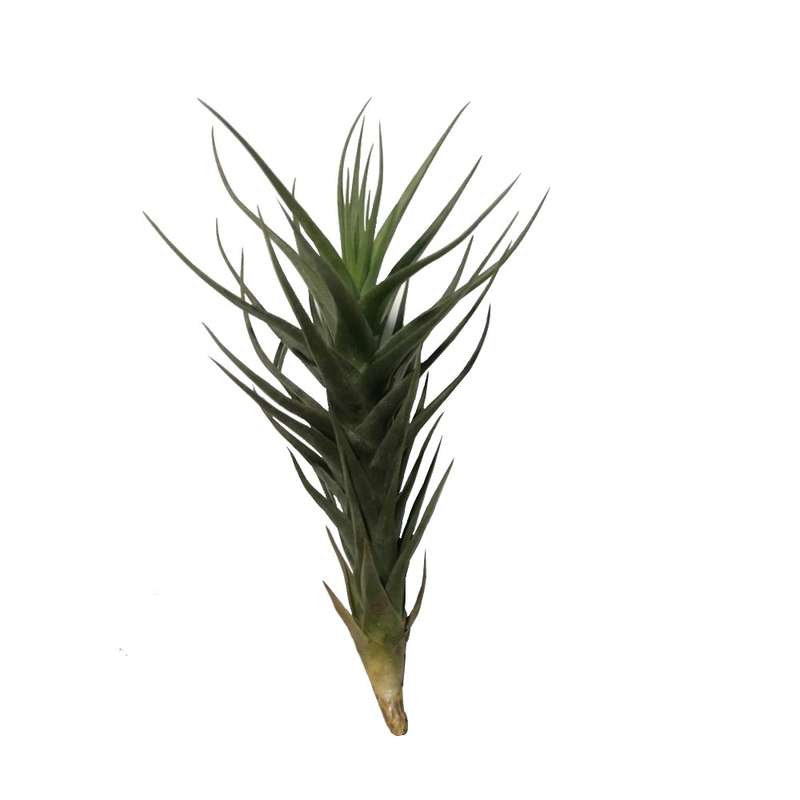 گیاه طبیعی تیلاندسیا مدل sh-2021 گیاه طبیعی تیلاندسیا مدل sh-2021