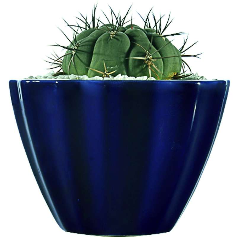 کاکتوس ژمینو بروچی منتخب مدل MCGymno1