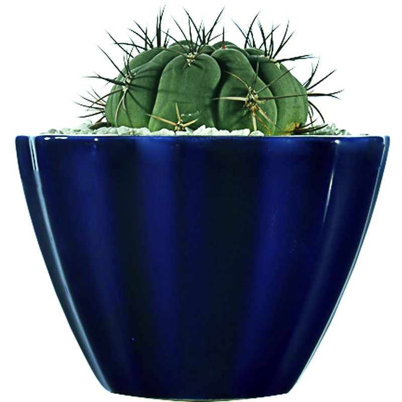 کاکتوس ژمینو بروچی منتخب مدل MCGymno1