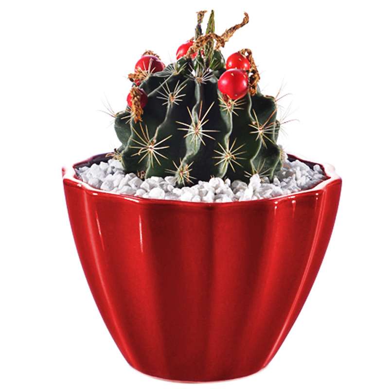 کاکتوس هاماتو ستیسپینوس منتخب مدل MCHamato1