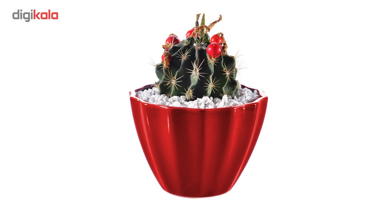 کاکتوس هاماتو ستیسپینوس منتخب مدل MCHamato1